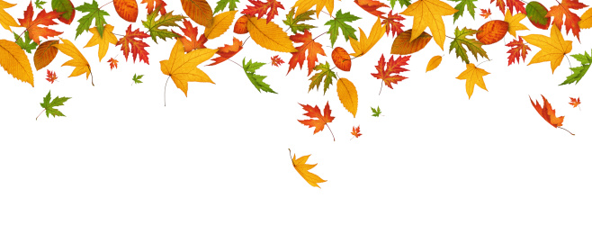 Panoramic falling autumn leaves on white background.