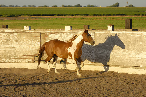 istock Pinto Colored Horse in Rural Rodeo Arena 182876527