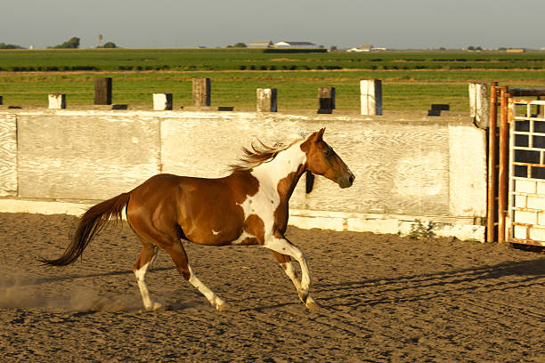 istock Pinto Colored Horse in Rural Rodeo Arena 182876536