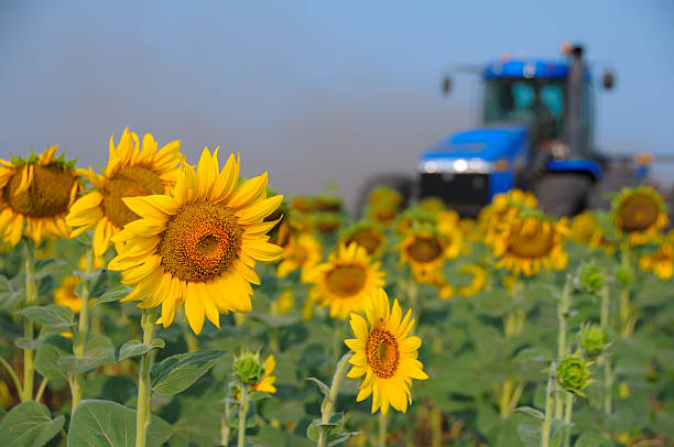 istock Field of sunflowers with working tractor at background 182876577