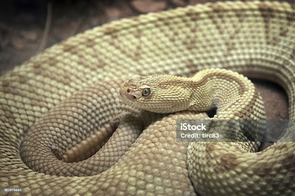 Die giftigen snake im zoo - Lizenzfrei Angst Stock-Foto