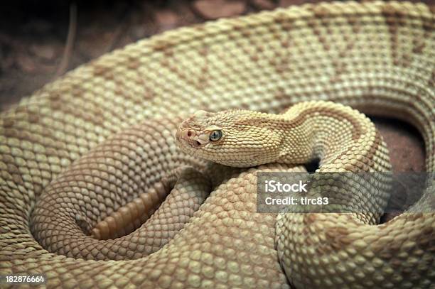 Die Giftigen Snake Im Zoo Stockfoto und mehr Bilder von Angst - Angst, Braun, Fotografie