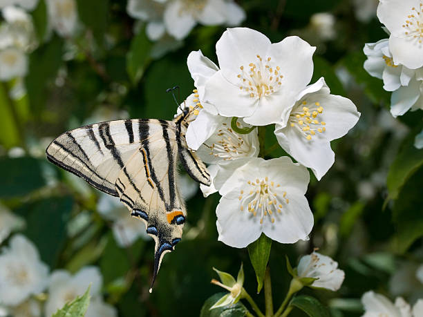 papilio rares (iphiclides podalirius) - scarce swallowtail photos et images de collection