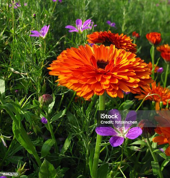 Calendula Officinalis Blossom Stockfoto und mehr Bilder von Alternative Medizin - Alternative Medizin, Aufrechte Studentenblume, Fotografie