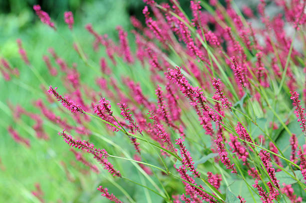 candle knotweed (Bistorta amplexicaulis) or firetal