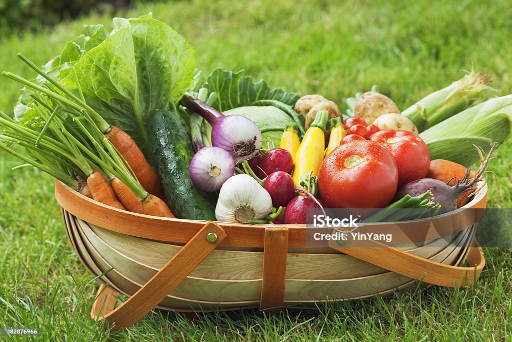 Variedade de legumes frescos de verão Cesta de colheita no jardim - Foto de stock de Abobrinha royalty-free
