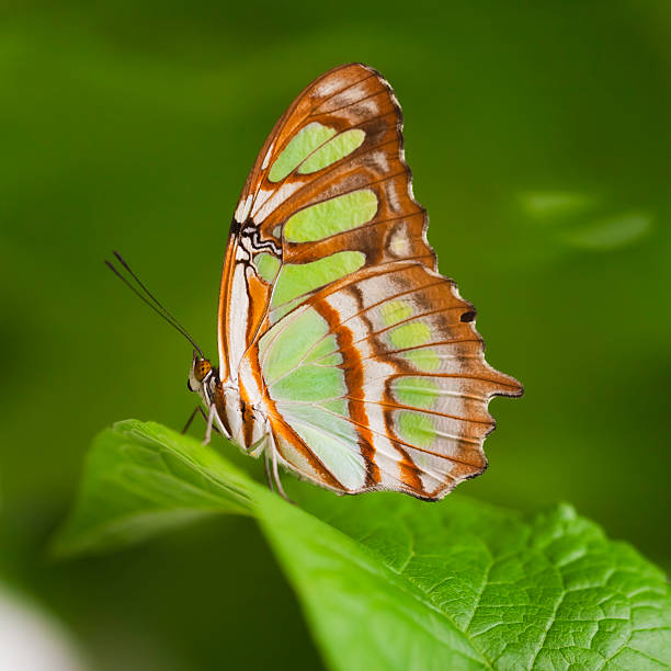 Malachite butterfly (Siproeta stelenes) resting on a green tropical leaf with wings closed