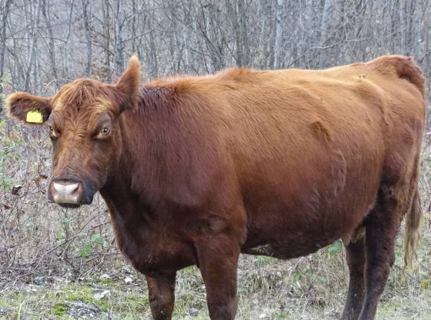 istock Red angus cow in the field 1828769986