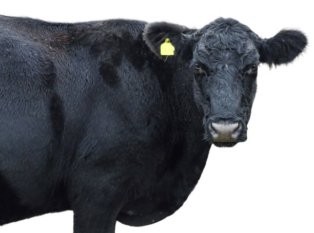 Black angus cow isolated on white background