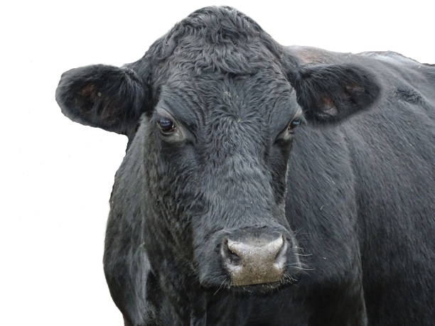 istock Black angus cow isolated on white background 1828771022