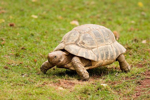 Chersina angulata (Red-belly tortoise) seen on the Cape of Good Hope south of Cape Town, Western Cape of South Africa