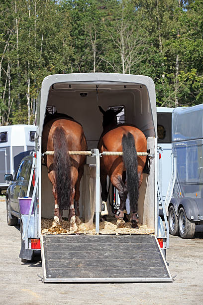 istock Two horses waiting in a horse box, Norway 182877168