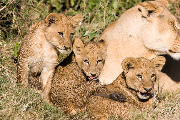 istock Young Lion Cubs with their Mother 182877203