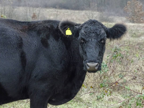 istock Black angus cow in the field 1828772064