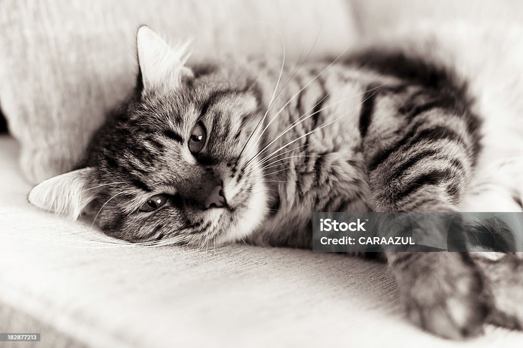 Chat tigré, tabby, allongé sur un canapé - Photo de Chat Maine Coon libre de droits