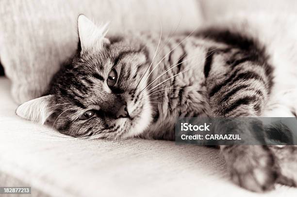 Photo libre de droit de Chat Tigré Tabby Allongé Sur Un Canapé banque d'images et plus d'images libres de droit de Chat Maine Coon - Chat Maine Coon, Image en noir et blanc, Allongé sur le côté