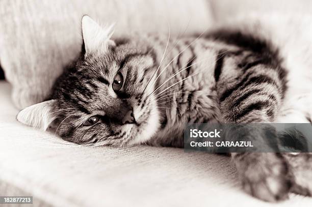 Tabby 猫の横にソファー - メインクーンキャットのストックフォトや画像を多数ご用意 - メインクーンキャット, モノクロ, くつろぐ