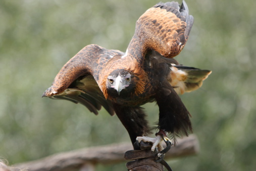 Wedge tailed eagle in captivity