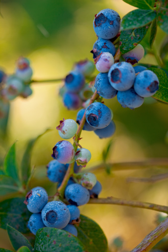 Organic blueberries growing on a bush with morning dew.  Shallow dof