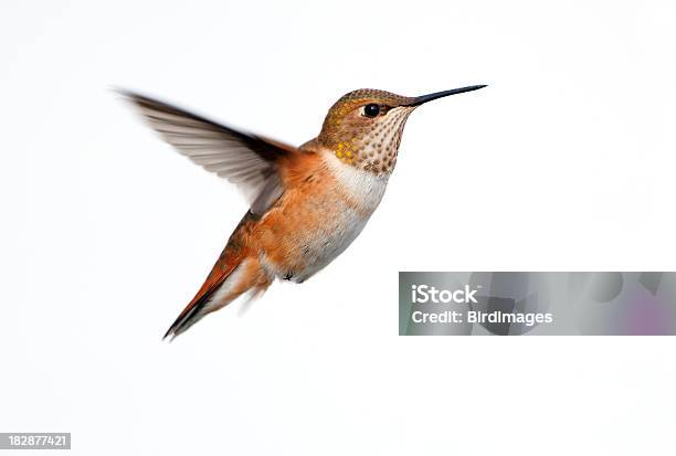 A Single Rufous Hummingbird Caught In Mid Flight Stock Photo - Download Image Now - Cut Out, Hummingbird, Animal