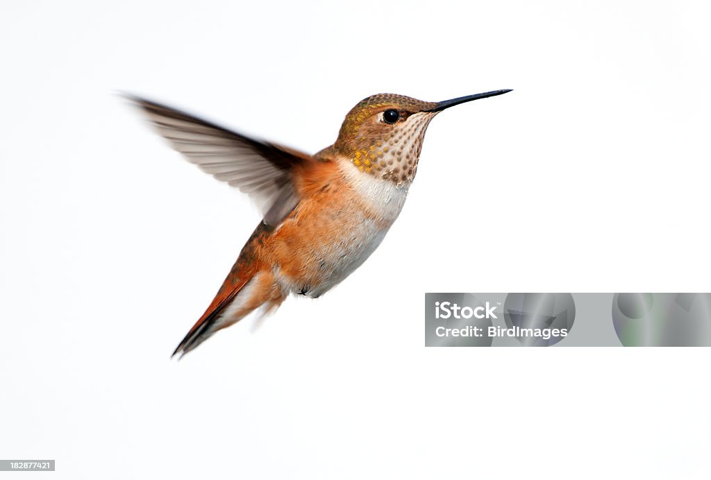 Rufous Hummingbird-białym tle puste - Zbiór zdjęć royalty-free (Koliber)