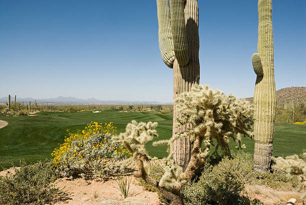 istock Beautiful Desert Golf Course at Dove Mountain, Tucson, Arizona 182877430