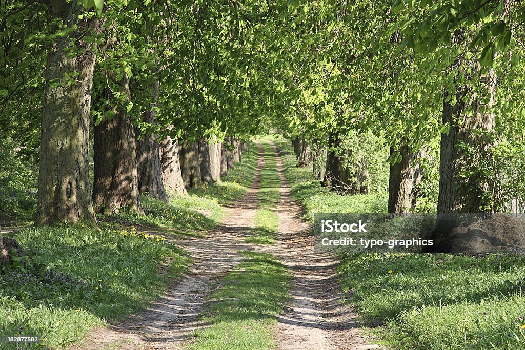 Caminho da floresta de castanheiros - Foto de stock de Avenida royalty-free