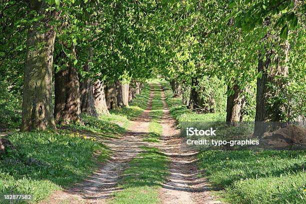 Foto de Caminho Da Floresta De Castanheiros e mais fotos de stock de Avenida - Avenida, Bosque - Floresta, Castanheiro