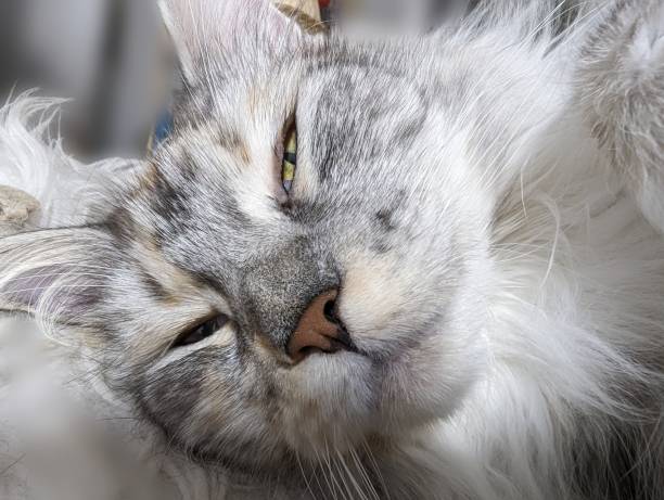Sleepy Maine-Coon Cat; young female cat from hobby breeding