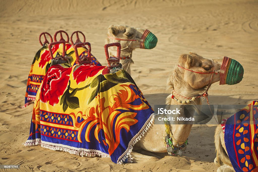 Decoradas en camello - Foto de stock de Dubái libre de derechos