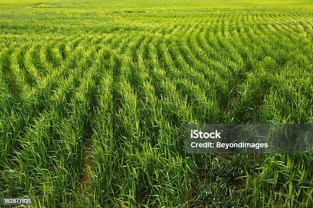 Üppigen Grünen Weizen Feld Stockfoto und mehr Bilder von Nutzpflanze - Nutzpflanze, Oklahoma, Ebene
