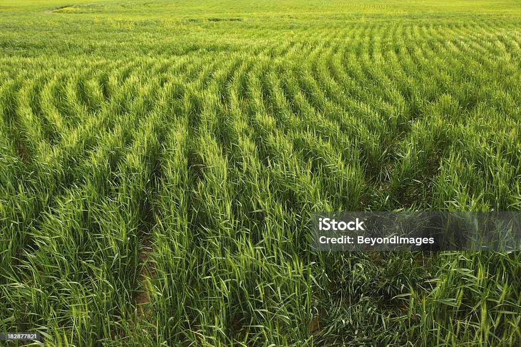 Soczyście zielone pole pszenicy - Zbiór zdjęć royalty-free (Roślina uprawna)