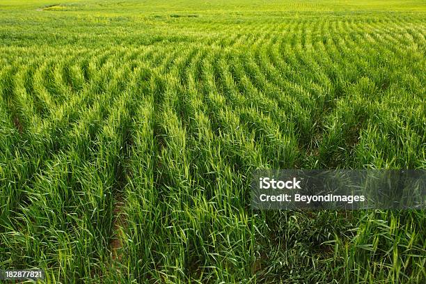 Campo De Trigo Verde Fantástica - Fotografias de stock e mais imagens de Colheita - Colheita, Oklahoma, Agricultura