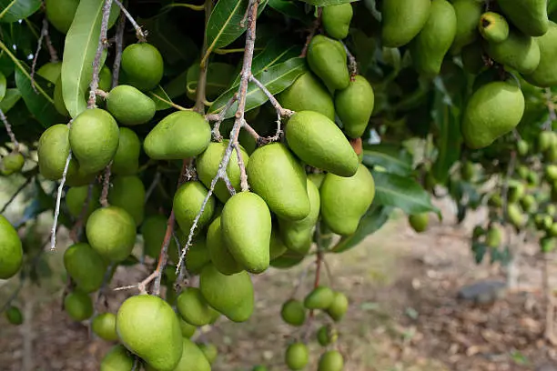 Photo of Green Mango Trees