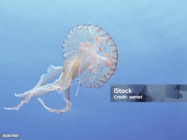 Mauve Stinger Quallenpelagia Noctiluca Stockfoto und mehr Bilder von Qualle - Qualle, Mittelmeer, Einzelnes Tier