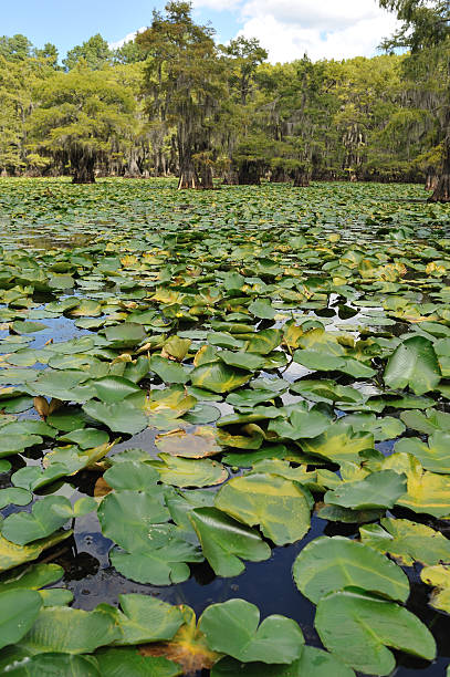 istock Lyly pads at Caddo Lake in Texas 182877988