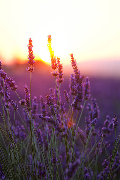 Fleurs de lavande et de coucher du soleil - Photo