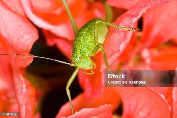 Closeup Of Grasshopper Sitting In Flower Stock Photo - Download Image Now - Animal, Animals In The Wild, Biology