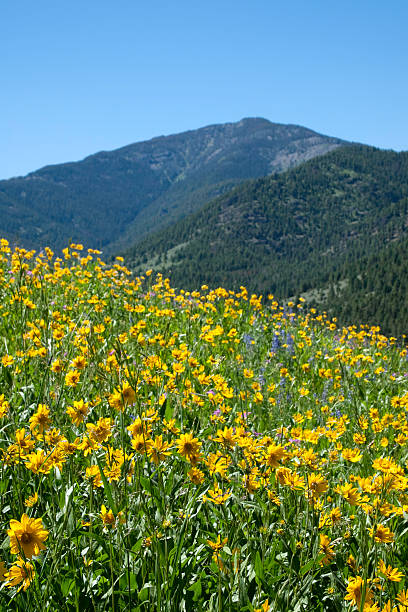 istock Wild Flowers in the mountains 182878081