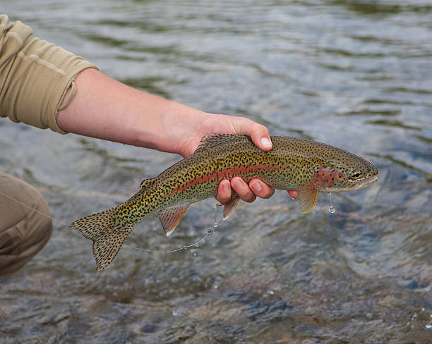 istock Rainbow Trout Caught Fly-fishing in Alaska 182878313