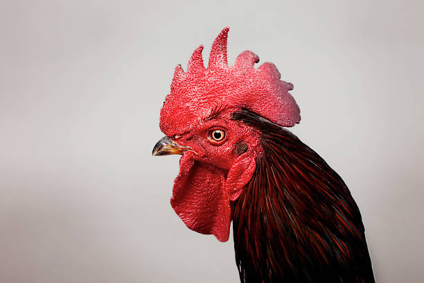 istock Fight cock on grey background: close up 182878500