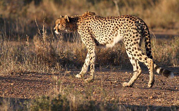istock African cheetah staring forwards while preparing to stalk prey. 182878577