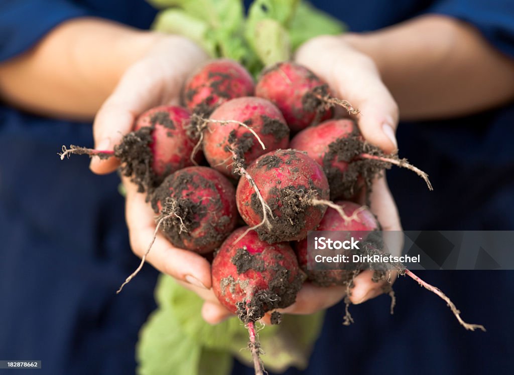 Frescos rabanetes e raízes. - Royalty-free Legumes Foto de stock