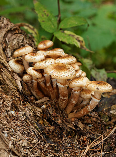 istock group of mushrooms on the tree trunk 182878679