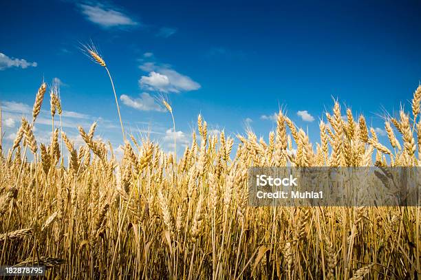 Foto de Trigo Integral e mais fotos de stock de Trigo - Trigo, Campo, Agricultura