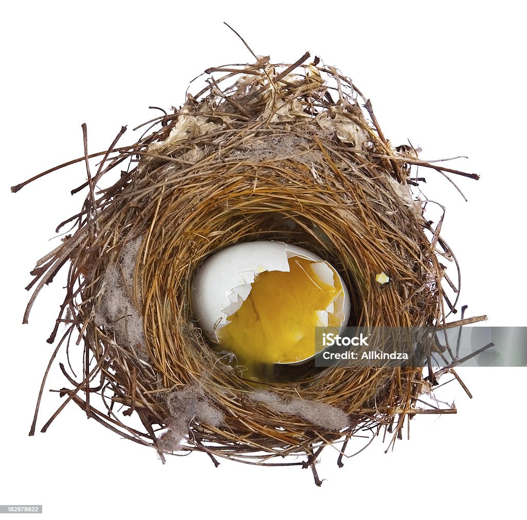 Oeuf cassé dans le nid - Photo de Aiguille - Mercerie libre de droits