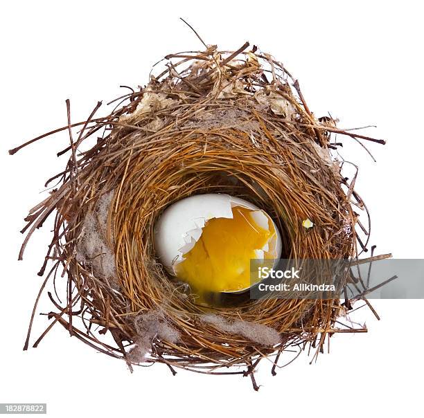 Broken Egg In Nest Stock Photo - Download Image Now - Animal Egg, Animal Nest, Bird's Nest
