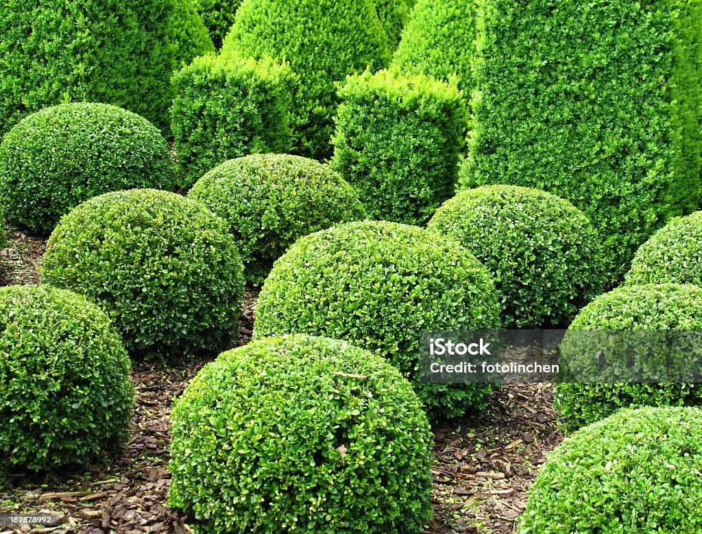 Buxus Bälle für den Verkauf - Lizenzfrei Baum Stock-Foto