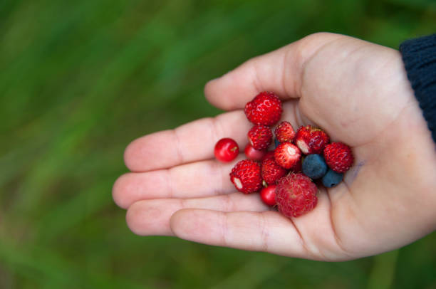 istock Red and blue wild berries in boys hand 182879119