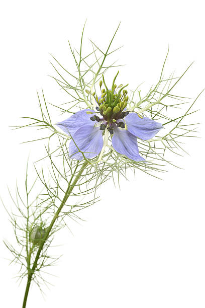 istock love-in-a-mist / devil-in-the-bush (nigella damascena) isolated on white 182879184